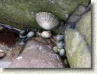 Muscheln * 1600 x 1200 * (426KB)