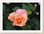 IMG_0786 * 2592 x 1944 * (889KB)