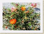 IMG_0795 * 2592 x 1944 * (3.67MB)