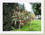 IMG_0796 * 2592 x 1944 * (4.42MB)
