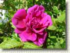 DSC01170 * 2816 x 2112 * (2.94MB)