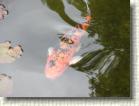 DSC01205 * 2816 x 2112 * (2.19MB)