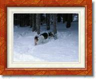 dscn0725 * Susi * 1600 x 1200 * (1.15MB)